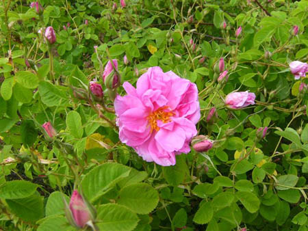 Rosa Damascena