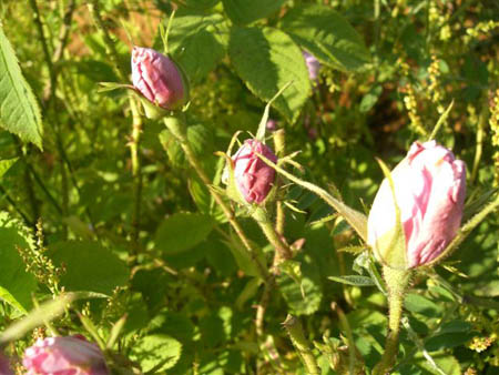 Knopse der Rosa Damascena