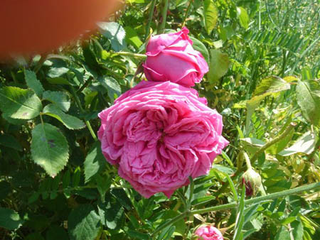 Rosa Centifolia - Mairose 